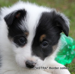 Tricolour Female, medium to rough coat, border collie puppy